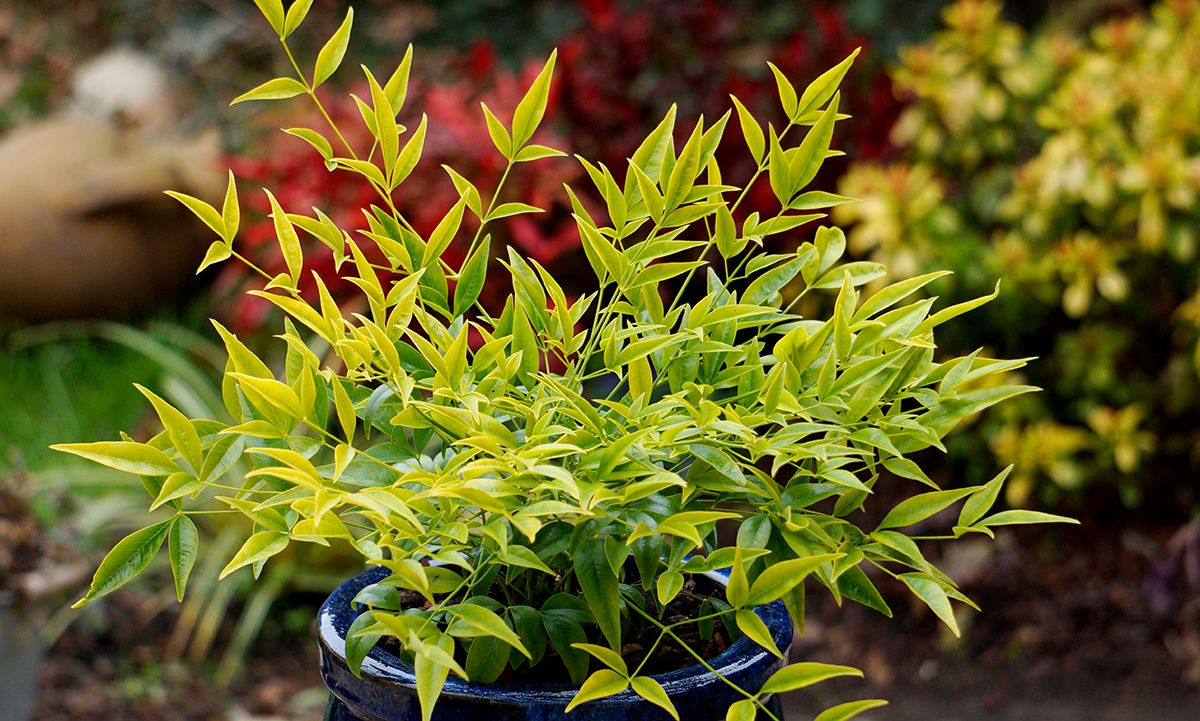 Nandina domestica 'Brightlight'